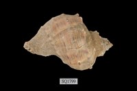 藏品(紅皺岩螺)的圖片